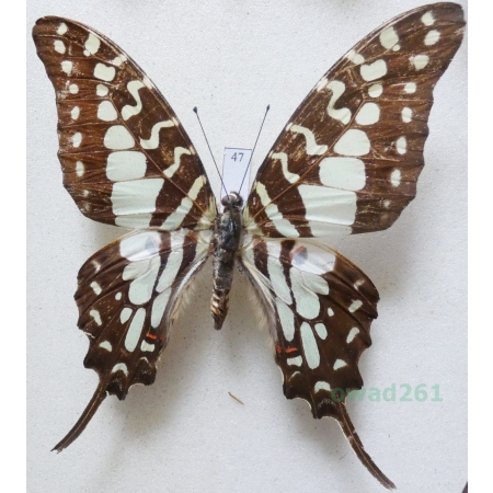 Graphium policenes (Cramer, 1775) Malaysia 75mm47